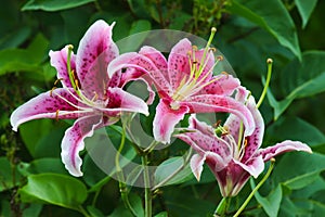 Stargazer Lillies