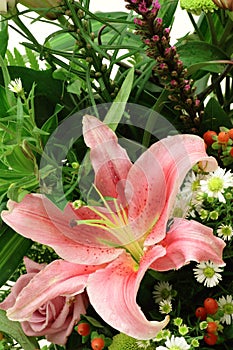 Stargazer Lily