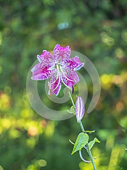 Stargazer lily