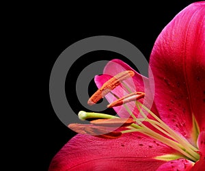Stargazer Lily 2