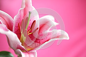 Stargazer Lily