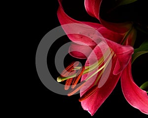 Stargazer Lily