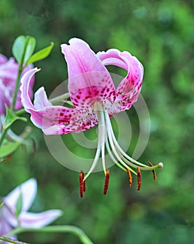 Stargazer lily