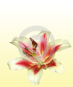Stargazer Lily