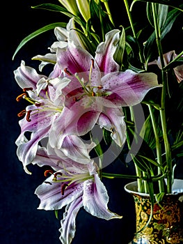 Stargazer lily on black background