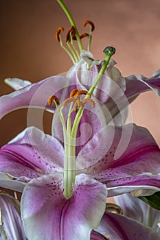 Stargazer lily on brown background