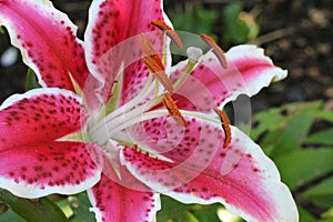 Stargazer Lily