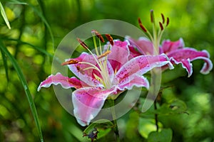 Stargazer lily flower in close up view with blurred background