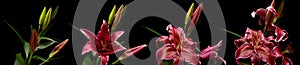 Stargazer Lily Flower Series