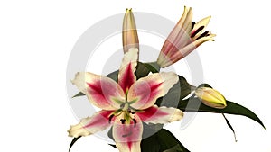 Stargazer Lily Flower Time-lapse