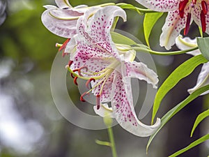 Stargazer lily on garden background