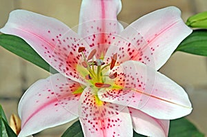 Stargazer lily