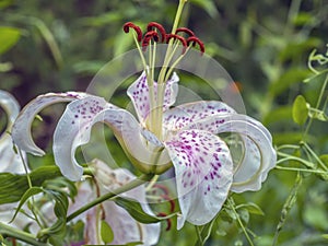 Stargazer lily