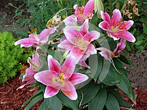 Stargazer lily plant growing outdoors