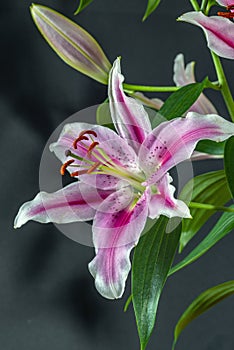 Stargazer lily in studio