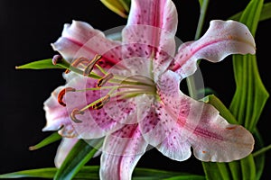Stargazer lily in studio setting