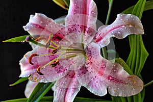 Stargazer lily in studio setting