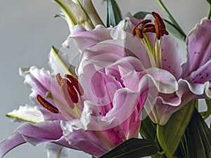 Stargazer lily on white background