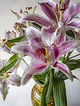 Stargazer lily on white background with vase