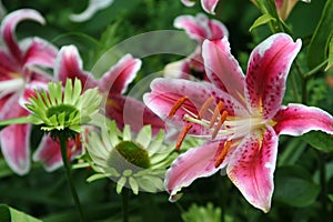 Stargazer Oriental lilies complement green coneflowers