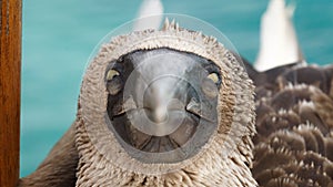 Staring Blue footed booby, Galapagos Islands.