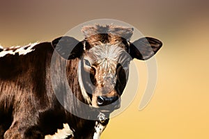 Staring brown cow portrait