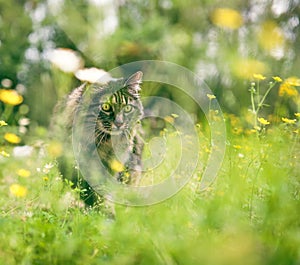 Staring brown mane coon cat hunting for something as she stays hidden in the grass and flowers