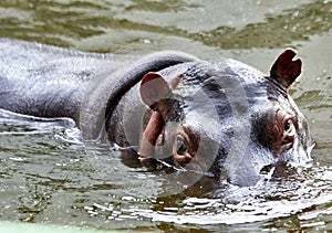 Hippo swimming photo