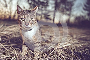 Staring cat sitting in the hay