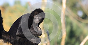 Staring Colombian Spider Monkey