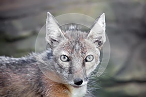 Staring corsac fox