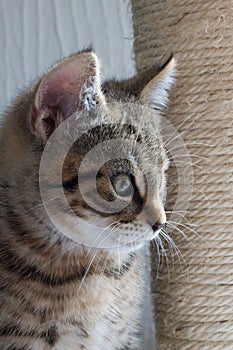 Staring Cute Tabby Kitten on a scratching post