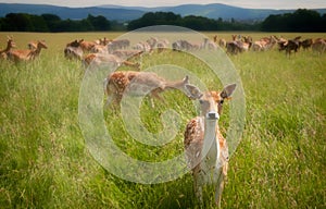 Staring deer in Dublin Phoenix Park