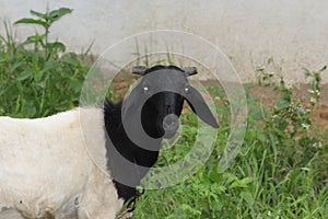 A staring domestic sheep with vibrant shiny eyes. This herbivore animal is soft in nature and grazes all day long