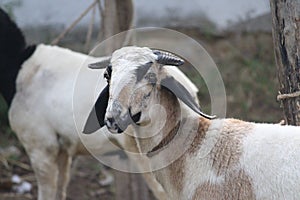 A staring domestic sheep with vibrant shiny eyes. This herbivore animal is soft in nature and grazes all day long