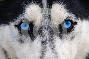 Staring and evil wolf eyes blue eyes