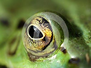 Staring eye of a green frog