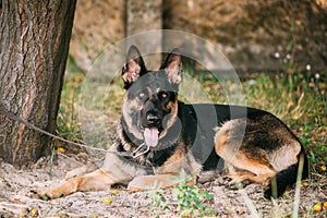 Staring Eyes Purebred German Shepherd Adult Dog, Alsatian Wolf