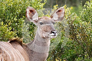 Staring Female Kudu