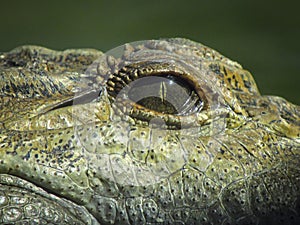 Staring eye of crocodile