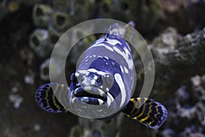 Staring giant grouper photo