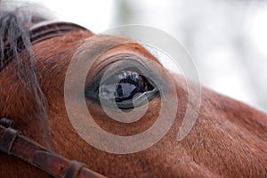 Staring Horse's eye