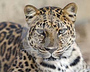 Staring leopard