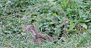 Staring Long-tailed weasel near small green vegetation