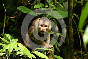 The Staring Monkey 2