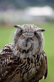 Staring Owl