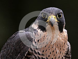 Staring Peregrine Falcon