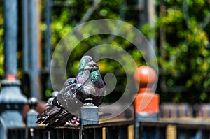 Staring pigeon at rest with mates