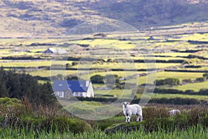 The staring sheep in an original scenery of Irland in the counryside photo