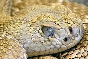 Staring snake's eye, close-up